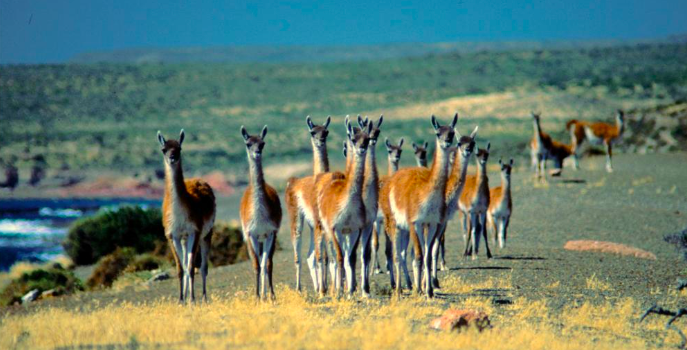 guanacos en la mira